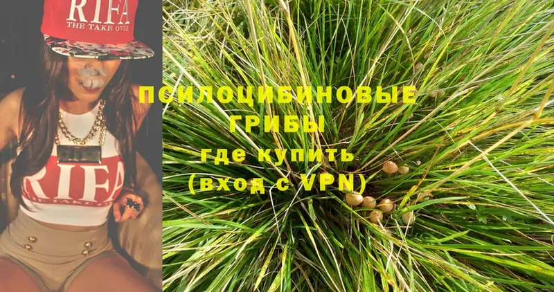 Галлюциногенные грибы Psilocybine cubensis  Комсомольск-на-Амуре 